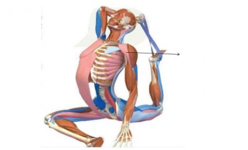 Yoga et système musculo-squelettique
